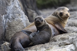 Memorial Day Surprise for a Lucky Few as California Sea Lion Born at New York Aquarium 